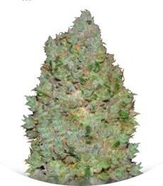 Jack Hair fem (Bulk Seed Bank)