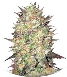 Auto Lavender Best fem (Bulk Seed Bank)