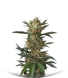 Original Amnesia Autoflowering fem (Dinafem Seeds)