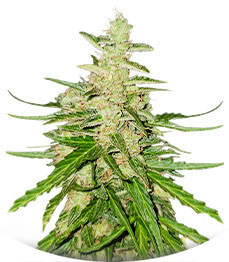 Original Glue Auto fem (Nirvana Seeds)