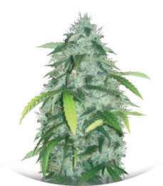 Auto Bubblegum+ Pro (Auto Bubblegum+) fem (Victory Seeds)