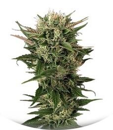 Blue Cheese fem (Dinafem Seeds)