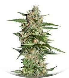 Damnesia Autoflowering fem (Strain Hunters)