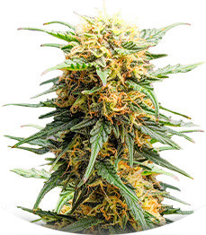 Auto Fire DOG fem (Advanced Seeds)