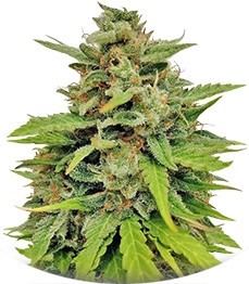 Auto White Widow x Big Bud fem (Female Seeds)