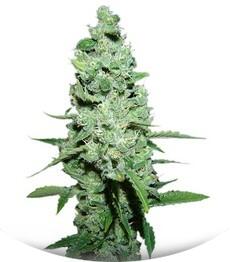 AK-47 regular (Serious Seeds)