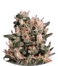 Auto Euforia fem (Dutch Passion)