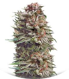 Patagonia Auto fem (Trikoma Seeds)