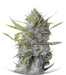 Serious Happiness fem (Serious Seeds)