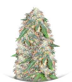 Super Skunk Auto Fem (Vision Seeds)