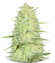 Cinderella's fem (Sumo Seeds)