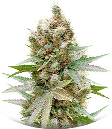 Banana Sapphire fem (Humboldt Seed Organization)