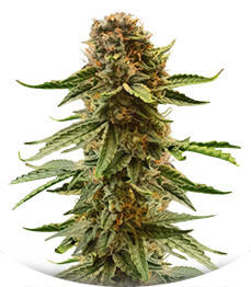 Also Know 47 Autoflower fem (Seedkeepers)