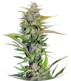 Black Jack F1 Fast Version fem (Sweet Seeds)