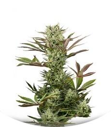 Deep Cheese fem (Dinafem Seeds)