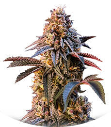 Lemon Cherry Runtz fem (FastBuds)