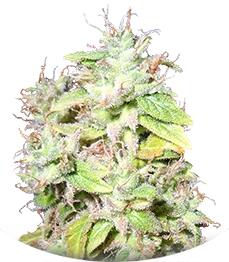 Sour P fem (Resin Seeds)