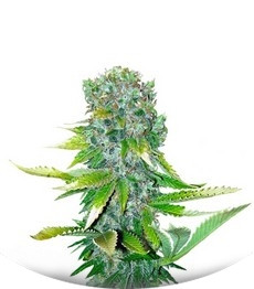 Auto Love Peace (Auto Love Cheese) fem (VIP seeds)