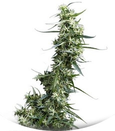 Greenhouse Thai fem (GHS)