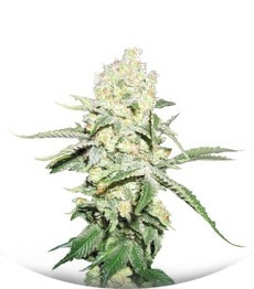 No Name fem (Medical Seeds)