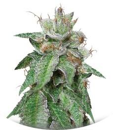 Bubba Kush regular (Humboldt Seeds)