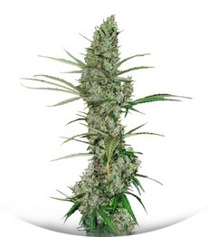 Heavy Duty Fruity regular (TH Seeds)