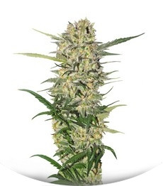 Northern Light fem (RQS)