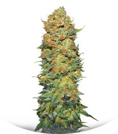 Pure Power Plant regular (Nirvana Seeds)