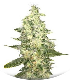 Supreme Kush CBD fem (Nirvana Seeds)