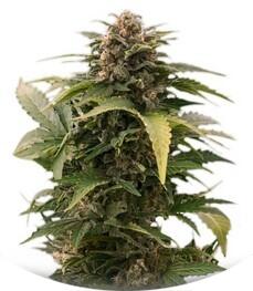 Taiga fem (Dutch Passion)