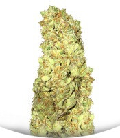 Cold Thunder fem (Sumo Seeds)