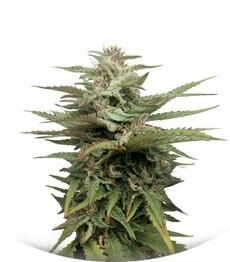 Blue Thai fem (Dinafem Seeds)