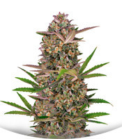 Bruce Banner Auto fem (Sweet Seeds)