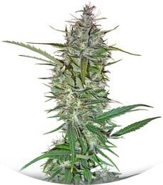 C13 Haze fem (DNA Genetics)