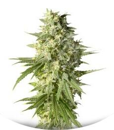 Double Dutch fem (Serious Seeds)