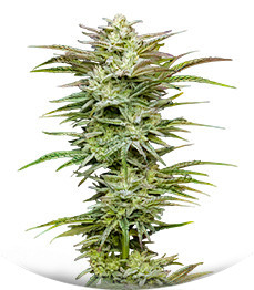 Jelly Donutz Auto fem (Humboldt Seed Company)