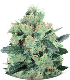 Spiritual Punk fem (Samsara Seeds)