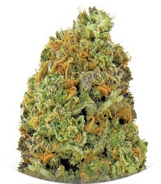 Wipeout Express Auto fem (Heavyweight Seeds)