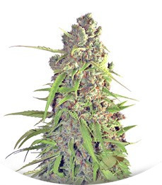 Buddha Calamity Jane Auto fem (Buddha Seeds)