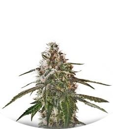 Blue Kush fem (Dinafem Seeds)