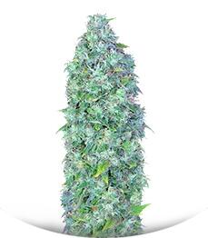 Serious Happiness regular (Serious Seeds)