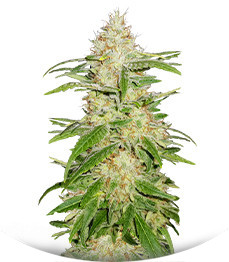 TnT Trichome fem (Dutch Passion)