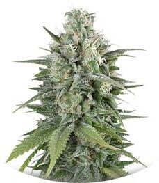 UK Cheese Auto fem (Humboldt Seeds)