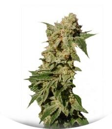 BCN Diesel Max Auto fem (Kannabia Seeds)