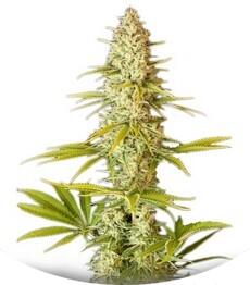 Critical Jack fem (Dinafem Seeds)