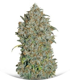 Mexican Airlines Auto fem (FastBuds)