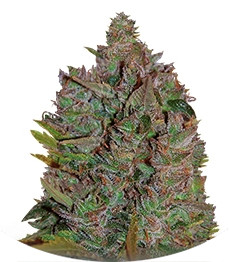 Ultraviolet Auto fem (Samsara Seeds)