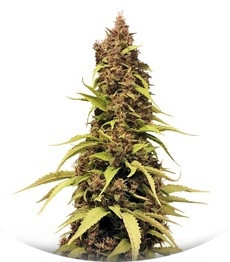 Venus Flytrap fem (Nirvana Seeds)