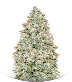 Gorilla Glue #4 fem (Anesia Seeds)