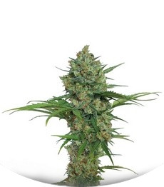 Northern Express Auto fem (FastBuds)